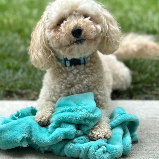 Poochon puppy with white coat Poochon puppy